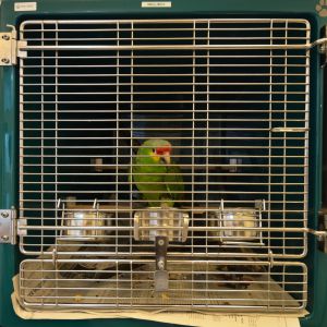 Stationsboxen für Vögel